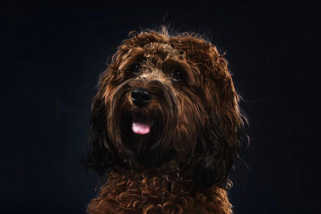 A healthy dog outdoors in natural light